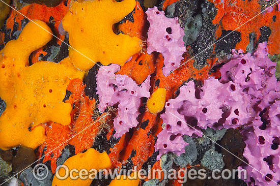 Sponges and Tunicates on Pylon photo