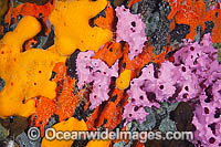 Sponges and Tunicates on Pylon Photo - Gary Bell