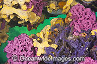 Temperate Reef South Australia Photo - Gary Bell