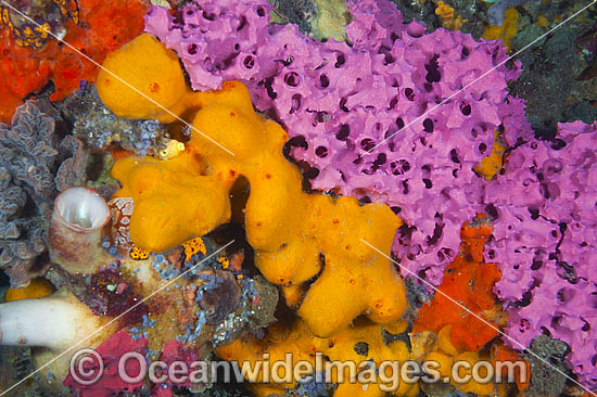 Sponges and Tunicates on Pylon photo