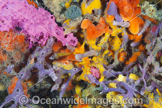 Sponges on Edithburgh Jetty pylon photo