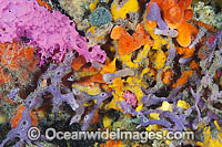 Sponges on Edithburgh Jetty pylon Photo - Gary Bell