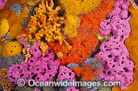 Sponges and Tunicates on Pylon Photo - Gary Bell