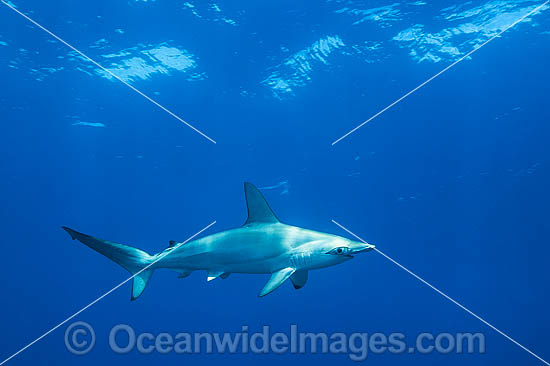 Hammerhead Shark Coffs Harbour photo Hammerhead Shark Coffs Harbour photo