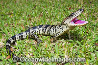 Pink-tongued Skink Australia Photo - Gary Bell