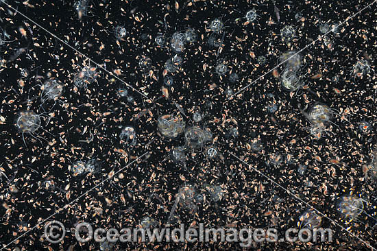 Plankton Underwater photo Plankton Underwater photo