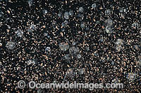 Plankton Underwater Photo - Gary Bell