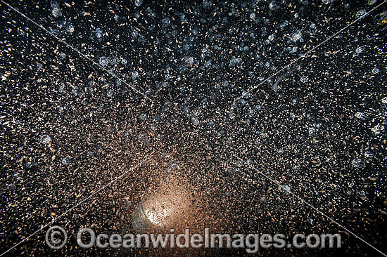 Plankton Underwater photo Plankton Underwater photo