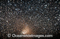 Plankton Underwater Photo - Gary Bell