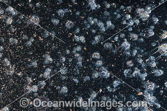 Planktonic Species Underwater photo Planktonic Species Underwater photo