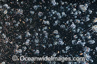 Planktonic Species Underwater Photo - Gary Bell