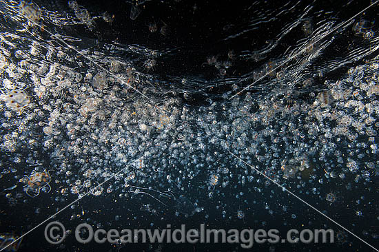 Plankton Underwater photo Plankton Underwater photo