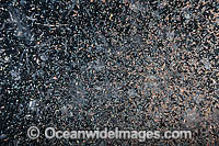 Planktonic Species Underwater Photo - Gary Bell