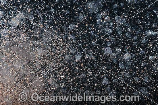 Plankton Underwater photo Plankton Underwater photo