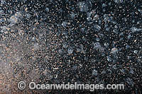 Plankton Underwater Photo - Gary Bell