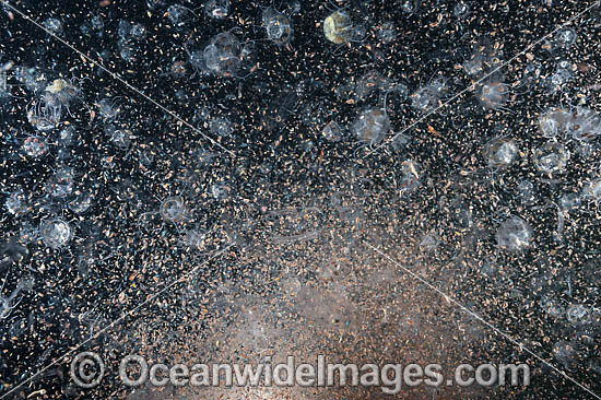 Planktonic Species Underwater photo Planktonic Species Underwater photo