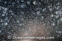 Planktonic Species Underwater Photo - Gary Bell