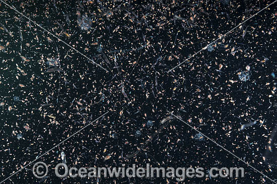 Plankton Underwater photo Plankton Underwater photo