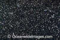 Plankton Underwater Photo - Gary Bell