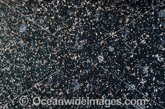 Planktonic Species Underwater photo Planktonic Species Underwater photo