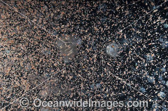 Plankton Underwater photo Plankton Underwater photo