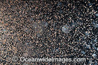 Plankton Underwater Photo - Gary Bell