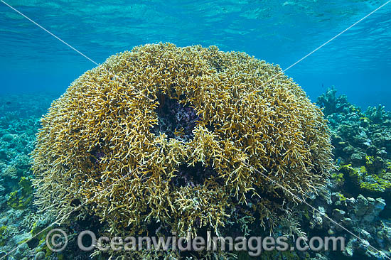 Fire Coral Bommie photo