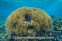 Fire Coral Bommie Photo - Gary Bell