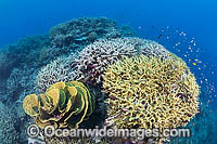 Milne Bay Coral Reef Photo - Gary Bell
