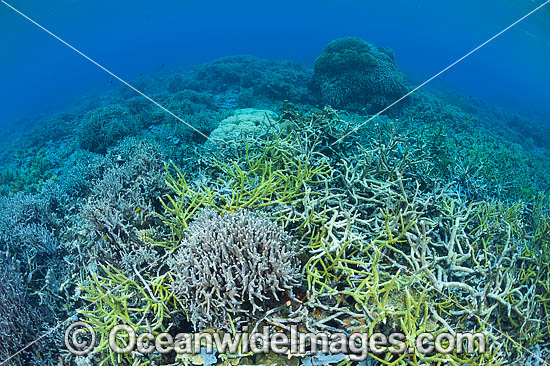 Coral Reef Papua New Guinea photo Coral Reef Papua New Guinea photo