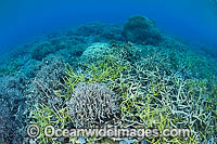Coral Reef Papua New Guinea Photo - Gary Bell