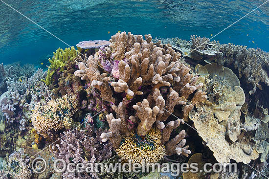 Coral Reef Papua New Guinea photo Coral Reef Papua New Guinea photo