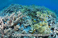 Underwater Coral Reef Photo - Gary Bell