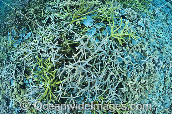 Milne Bay Coral Reef photo