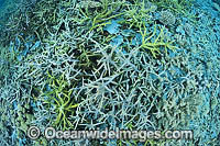 Milne Bay Coral Reef Photo - Gary Bell