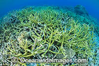 Underwater Coral Reef Photo - Gary Bell