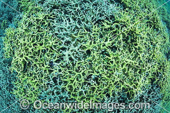 Coral Reef Papua New Guinea photo Coral Reef Papua New Guinea photo
