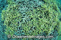 Coral Reef Papua New Guinea Photo - Gary Bell