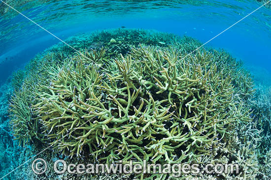Milne Bay Coral Reef photo Milne Bay Coral Reef photo