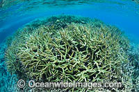 Milne Bay Coral Reef Photo - Gary Bell