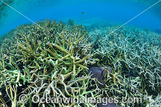 Underwater Coral Reef Seascape photo Underwater Coral Reef Seascape photo