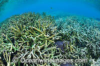 Underwater Coral Reef Seascape Photo - Gary Bell