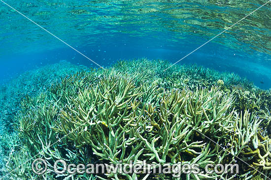 Underwater Coral Reef photo Underwater Coral Reef photo
