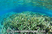 Underwater Coral Reef Photo - Gary Bell