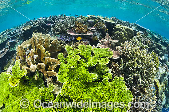 Coral Reef Papua New Guinea photo Coral Reef Papua New Guinea photo