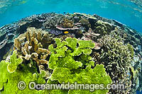 Coral Reef Papua New Guinea Photo - Gary Bell