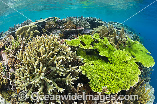 Underwater Coral Reef photo Underwater Coral Reef photo