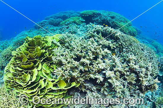 Milne Bay Coral Reef photo Milne Bay Coral Reef photo