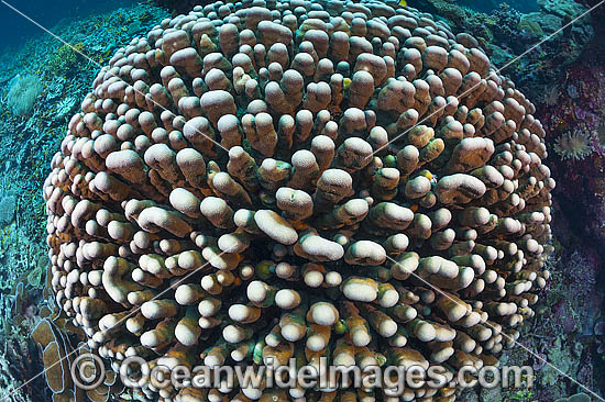 Underwater Coral Reef Seascape photo Underwater Coral Reef Seascape photo