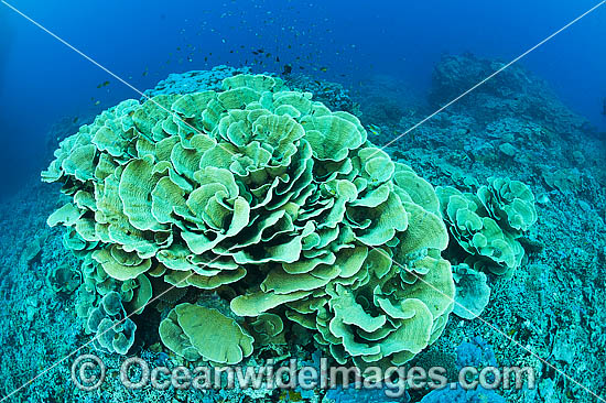 Coral Reef Seascape photo Coral Reef Seascape photo